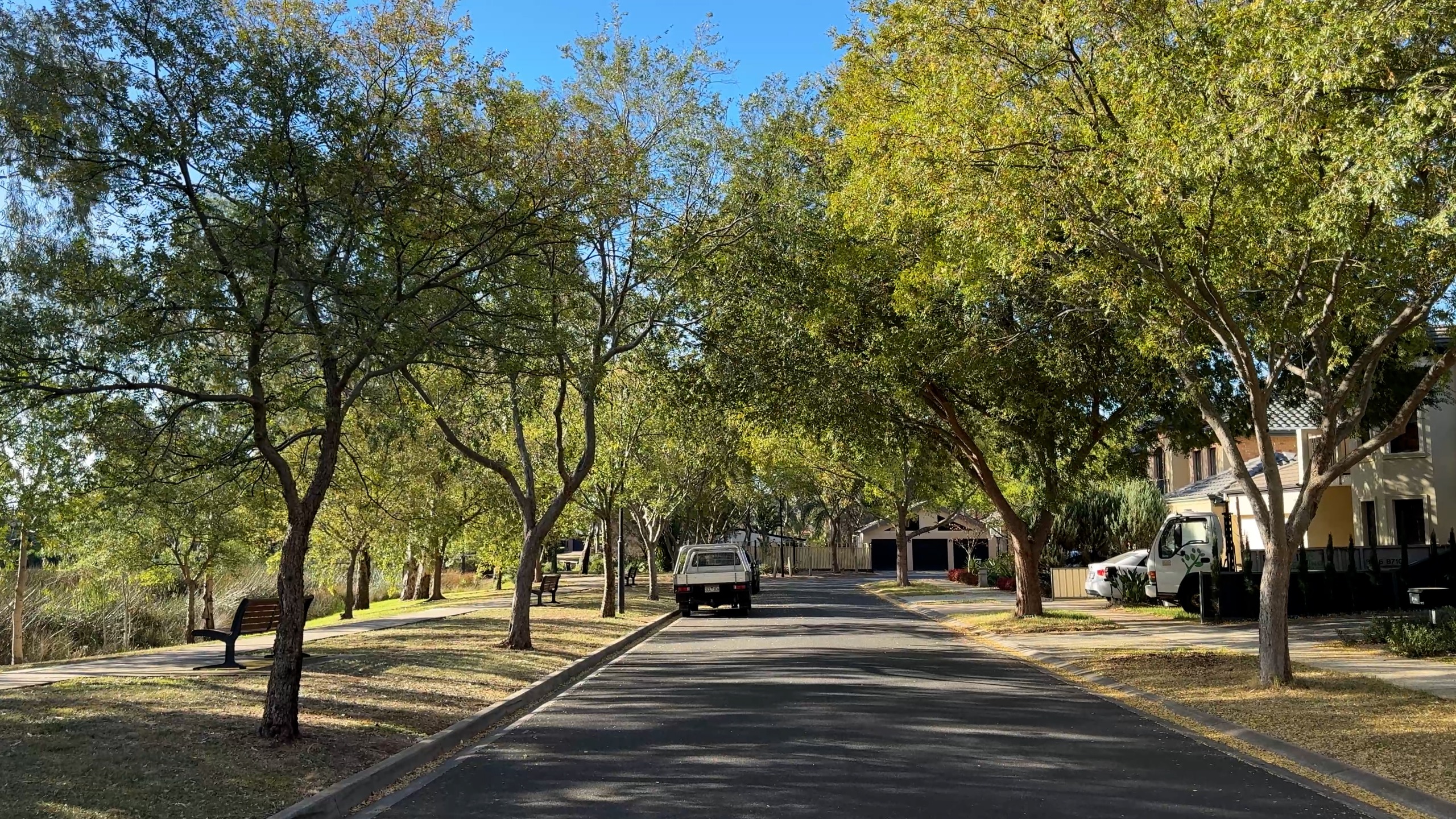 Jacksons Place trees 