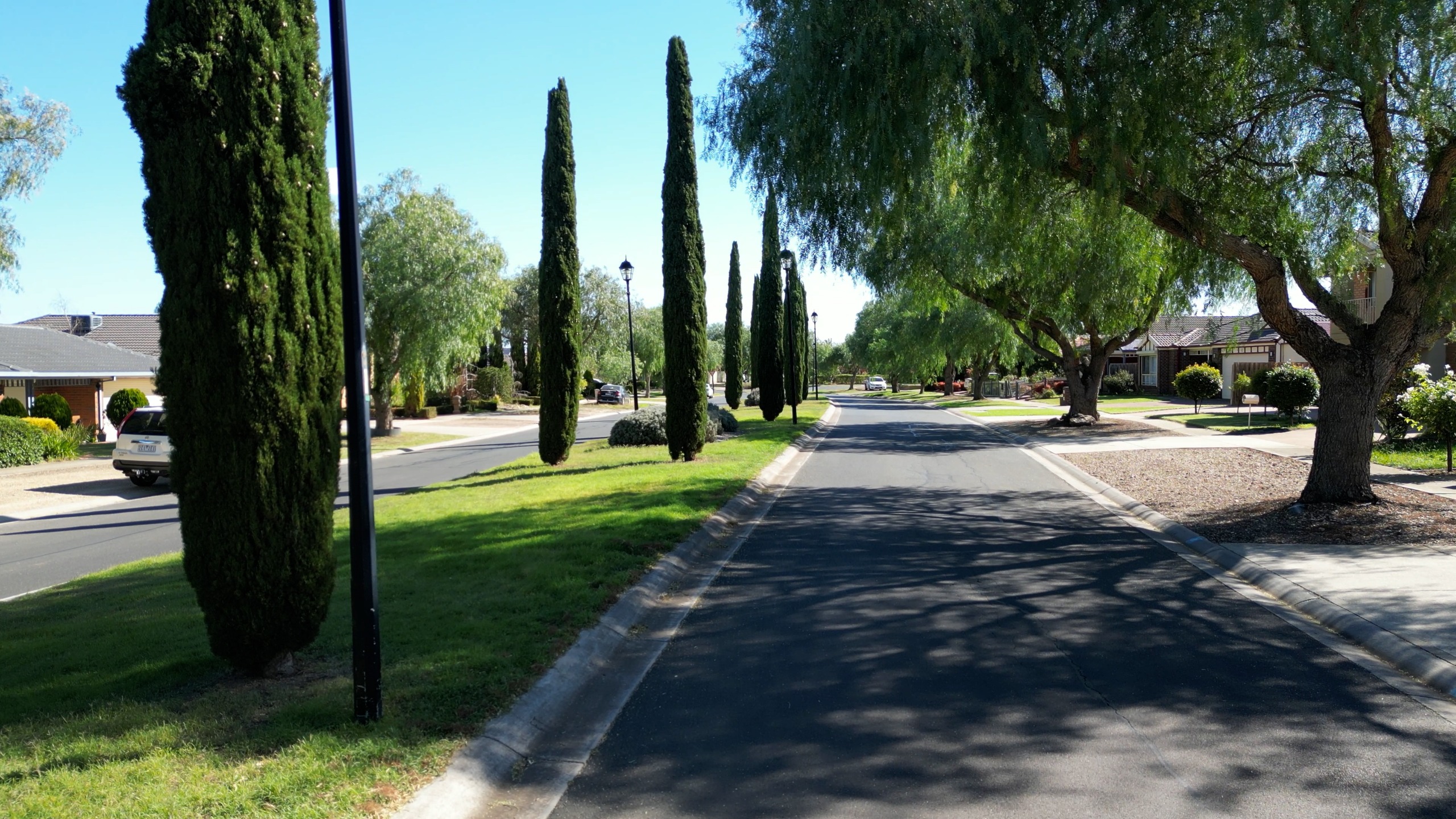 Princton Park Trees