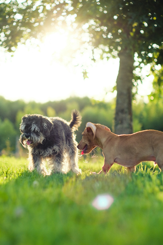 Dogs in sunshine