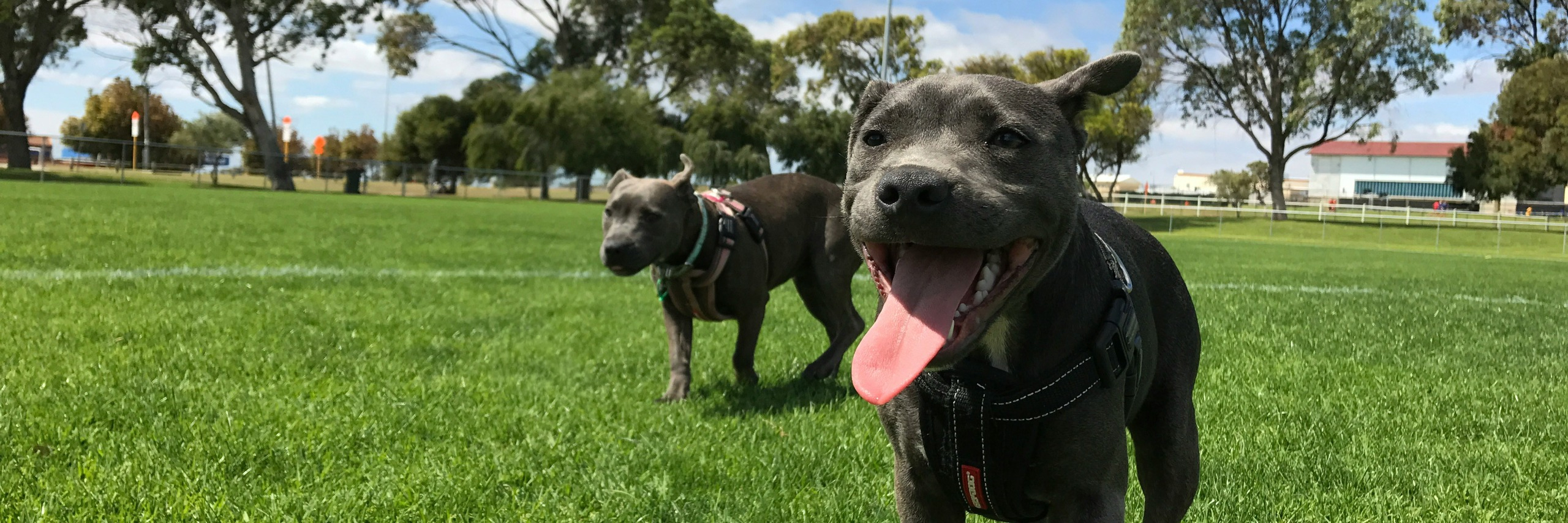 Dog Off-Lead - Action Plan | Melton Conversations