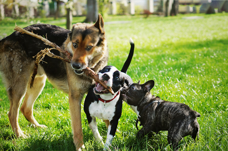 Dogs playing